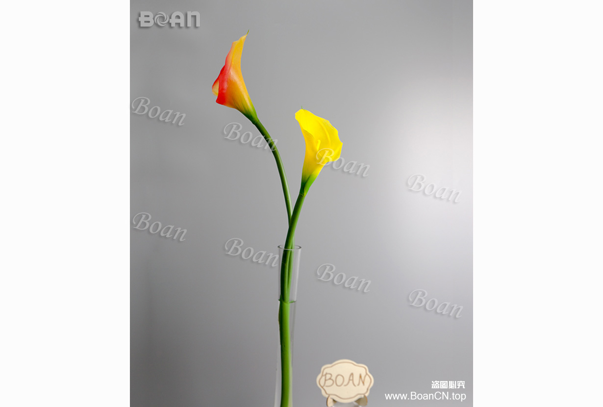 Calla lily(HMTL01-5J)
