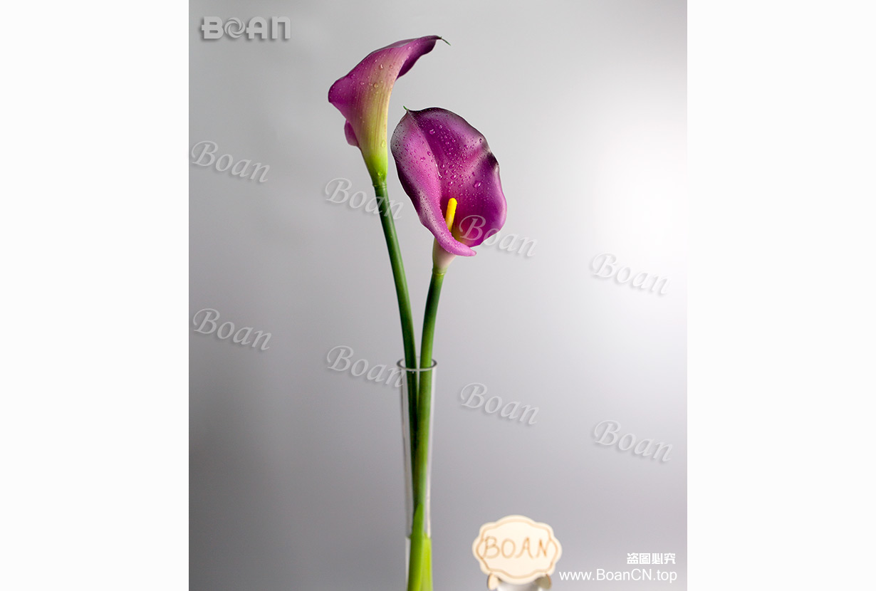 Calla lily(HMTL02-5J)
