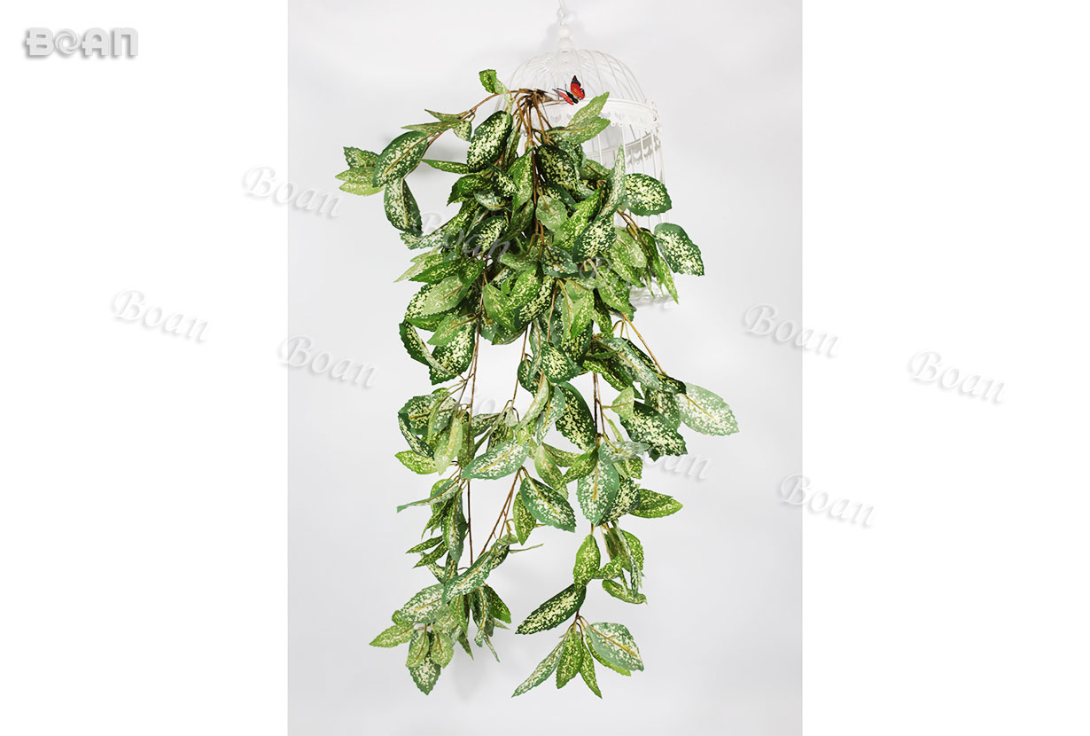 Dracaena godseffzana leaves hanging(TXDM01-1)