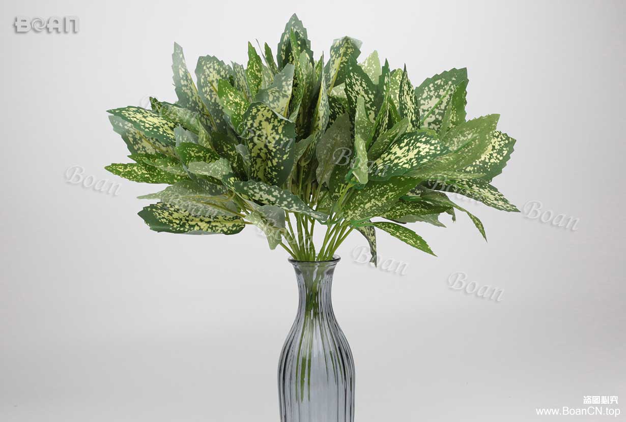 Dracaena godseffzana leaves bundle(YXDM01-1)